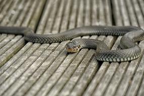 Snake Nature Reptile Animal