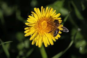 Macro Honey Bee