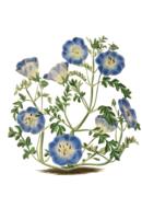 flower plant blossom bloom vintage