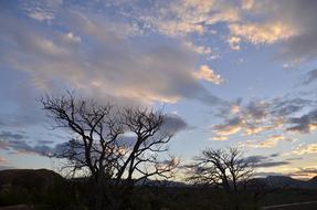 Sky Sunset Tree