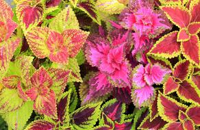 Leaf Colorful Nature