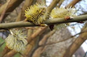 Willow Catkins Tree Nature Close up