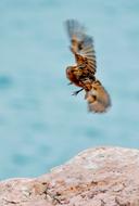 flying sparrow on the background of the sea