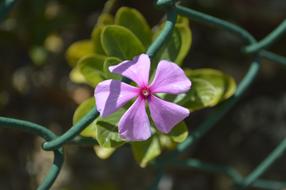 Flowers Flower Petal
