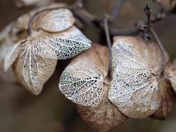 Nature Closeup Season