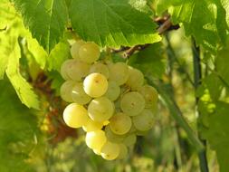 grapevine in the garden
