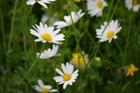 Daisy Flower