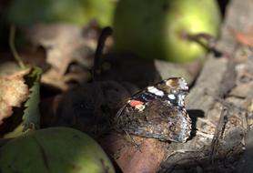 lonely butterfly in a tree