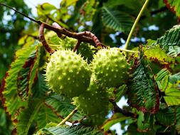 Horse Chestnut Fall Harvest