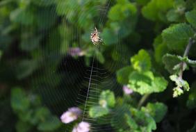 Spider Web Nature