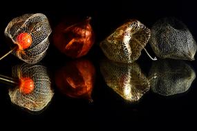 Lampionblume Nature Blue