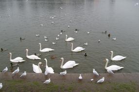 Birds Swans Water