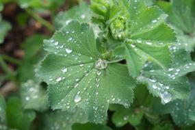 Leaf With Rain Drops Plant
