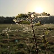 Nature Stinging Nettle Sun