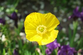 Yellow Poppy Close Up Blossom
