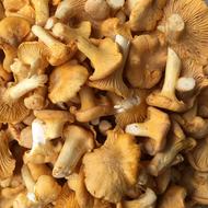 ripe edible mushrooms