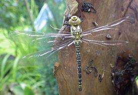 Two Striped Source Bridesmaid