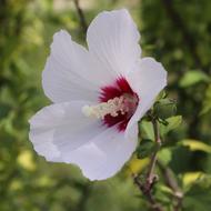 Rose Of Sharon