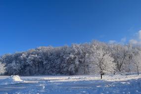 Snow Trees Winter