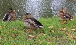 Ducks Crossword Wild Birds Mallard