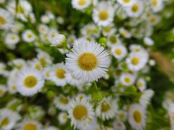 Chamomile Flower False