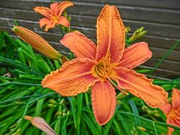 Lily Flower Blossomed