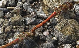 Common Darter Dragonfly Odonata