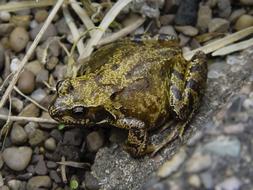 Frog Amphibian Anura