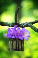 Rhododendron Purple Blossom