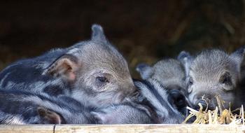 Piglet Baby Launchy