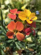 Flower Flowers Insect