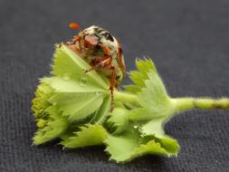 No Person Close Nature Desktop