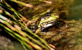Frog Pond Animal Water