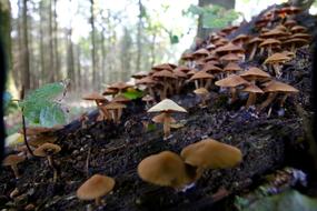 Mushroom Forest Autumn