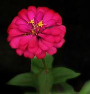 Zinnia Elegant