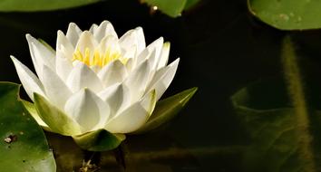 Water Lily Plant Aquatic