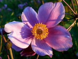 Fall Anemone Autumn Flower