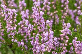 Flowers Snow Heath Garden