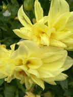 Flower Autumn Nature