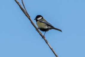 A blue tit small bird