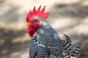 Nature Birds macro blur