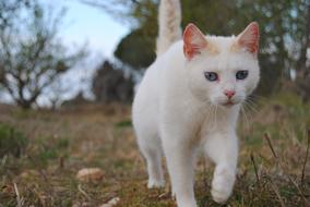 Animalia Nice Nature