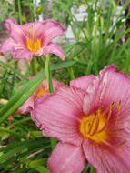 Bloom Flower Blossom