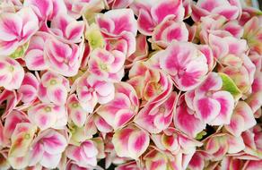 Plant Flowers Nature