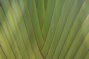 Green Structure Palm