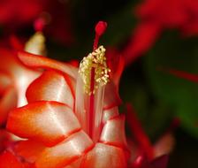 Weihnachtskaktus Leaf Cactus