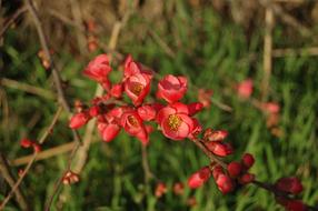 Natural red Flowers Outdoors