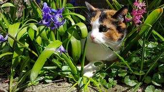 Cats Spring Nature