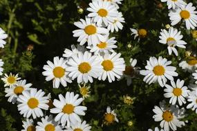Daisy Flower Spring