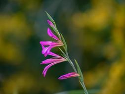 Gladiolus Italicus Common